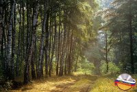 В Вологде пройдет выставка "Российский лес"